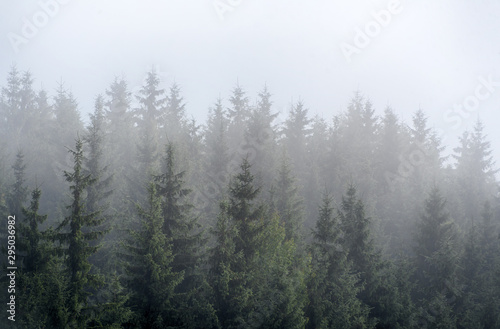 Misty fog in pine forest on mountain slopes in the Carpathian mountains. Landscape with beautiful fog in forest on hill.