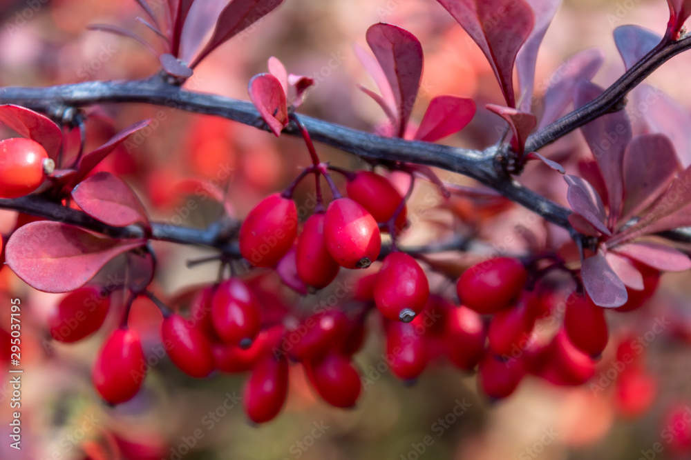 Close Up Red Berries on Branch Close Up Red Berries on Branch