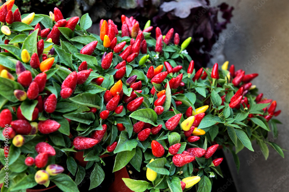 Bush of Small red hot chili peppers close-up. Capsicum frutescens. Growing plant detail. Garden bed, greenhouse. Conical chillies, green leaves. Spicy bio capsicums. Capsaicin, carotene. Bush of Small red hot chili peppers close-up. Capsicum frutescens. Growing plant detail. Garden bed, greenhouse. Conical chillies, green leaves. Spicy bio capsicums. Capsaicin, carotene.