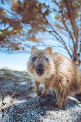 Cute quokka on Rottnest Island, Perth, Western Australia. These friendly marsupials are extremely friendly and happy to get close up to tourists. 