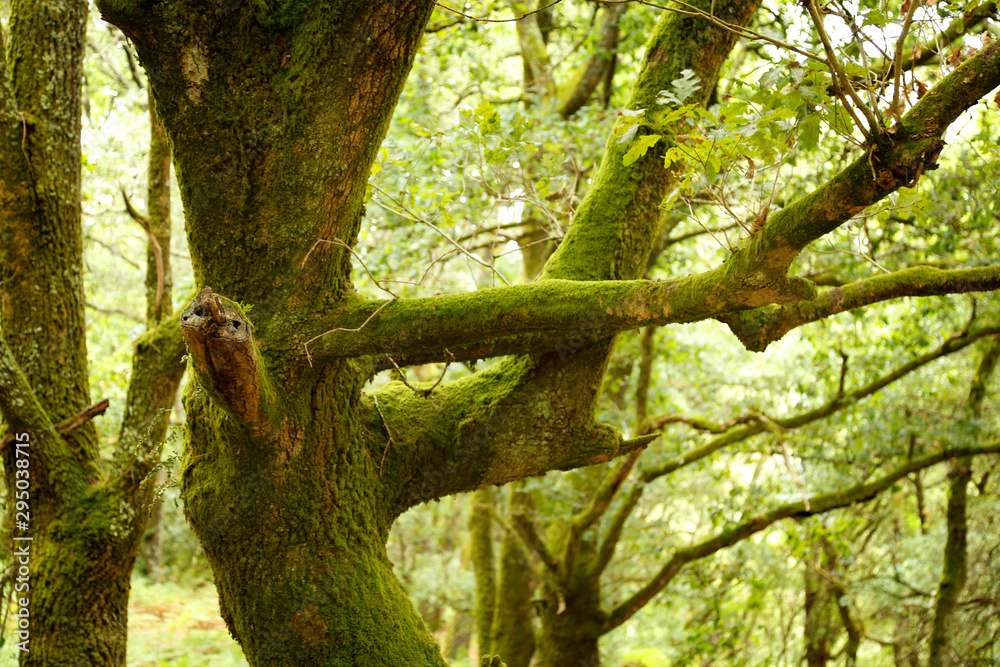 Fototapeta premium trees with green moss in autumn