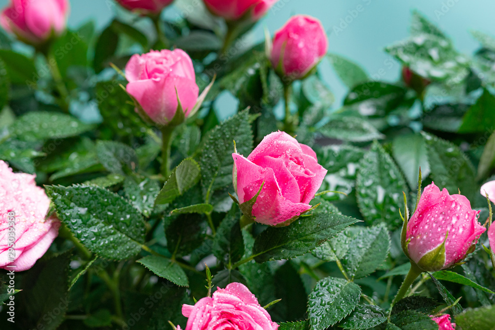 Bushy beautiful pale pink rose with dew drops on a light blue background. Close up. Bushy beautiful pale pink rose with dew drops on a light blue background. Close up.