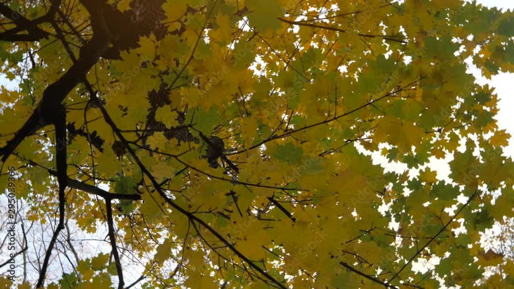 Yellow leaves on the trees, walk in the autumn park Yellow leaves on the trees, walk in the autumn park
