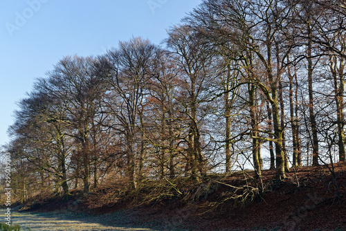 Rotbuchenwald im Herbst