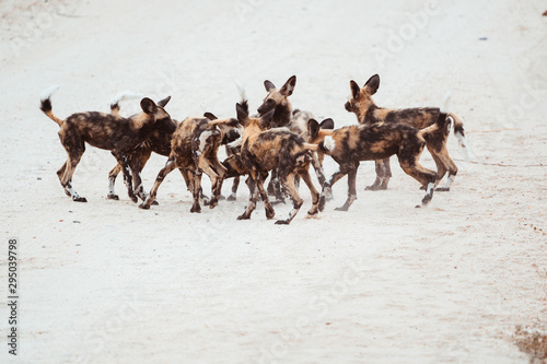 Canvastavla Wild dog (painted dog) puppies playing with each other on a white background