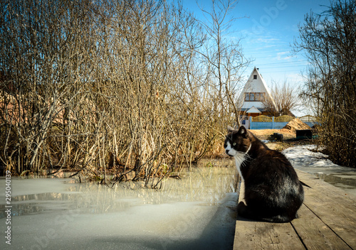 The cat admires the frozen lake on the bridge