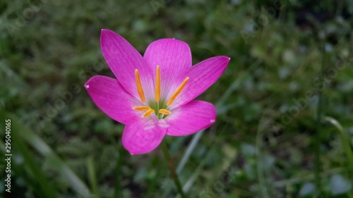 pink flower in garden