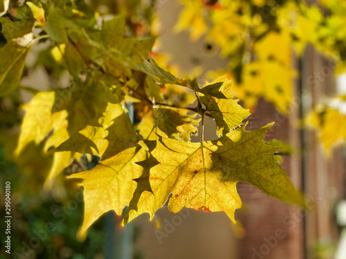 Autumn colors of tree leaves, close up with blurred background