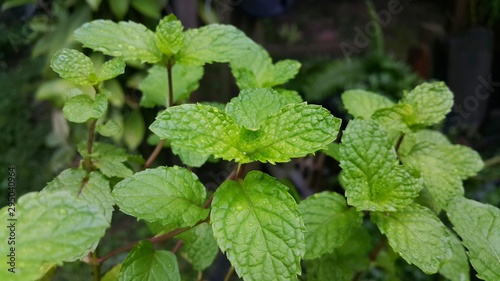 fresh mint leaves in the garden