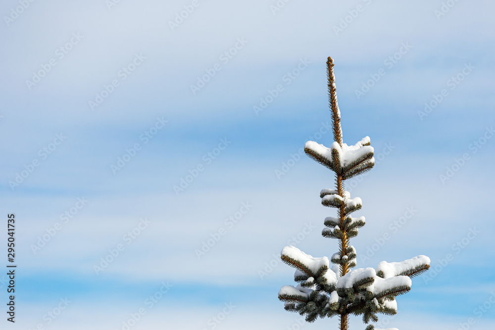 Winter Christmas landscape with blue spruce branches and blue sky. Winter Christmas landscape with blue spruce branches and blue sky.