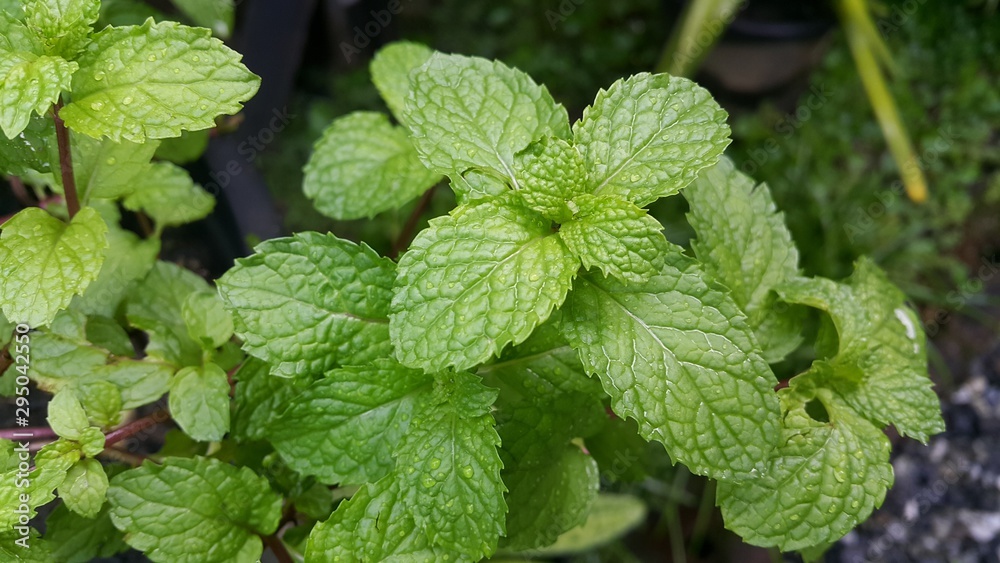 fresh mint leaves in the garden fresh mint leaves in the garden