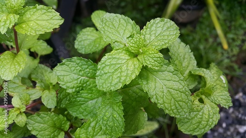fresh mint leaves in the garden