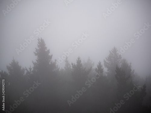 tall trees surrounded by mist or fog on the forest