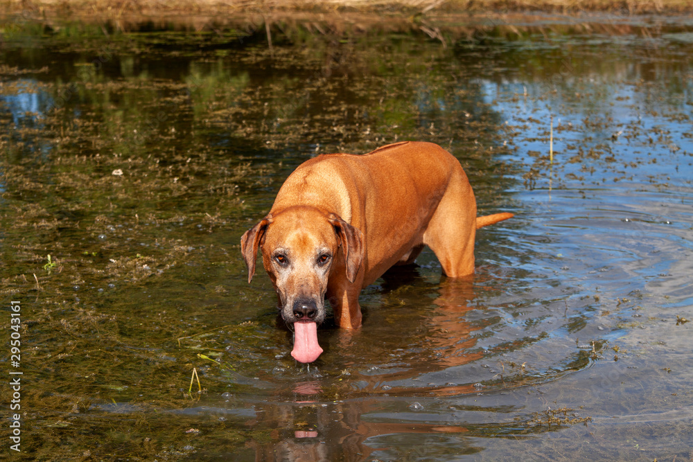 Ridgeback is drinking from puddle, standing in water with tongue sticking out, reflection in water Ridgeback is drinking from puddle, standing in water with tongue sticking out, reflection in water