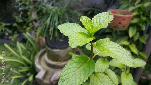fresh mint in the garden