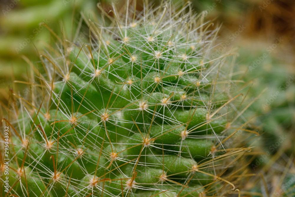 green prickly cactus close-up, macro green prickly cactus close-up, macro
