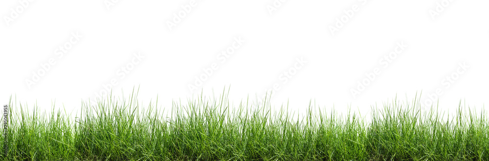 Grass isolated on white background - obrazy, fototapety, plakaty 