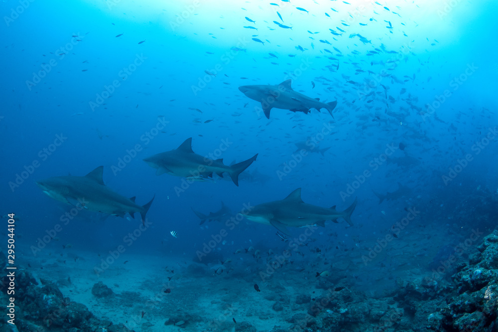 Obraz premium Bull Shark, Carcharhinus leucas in deep blue ocean