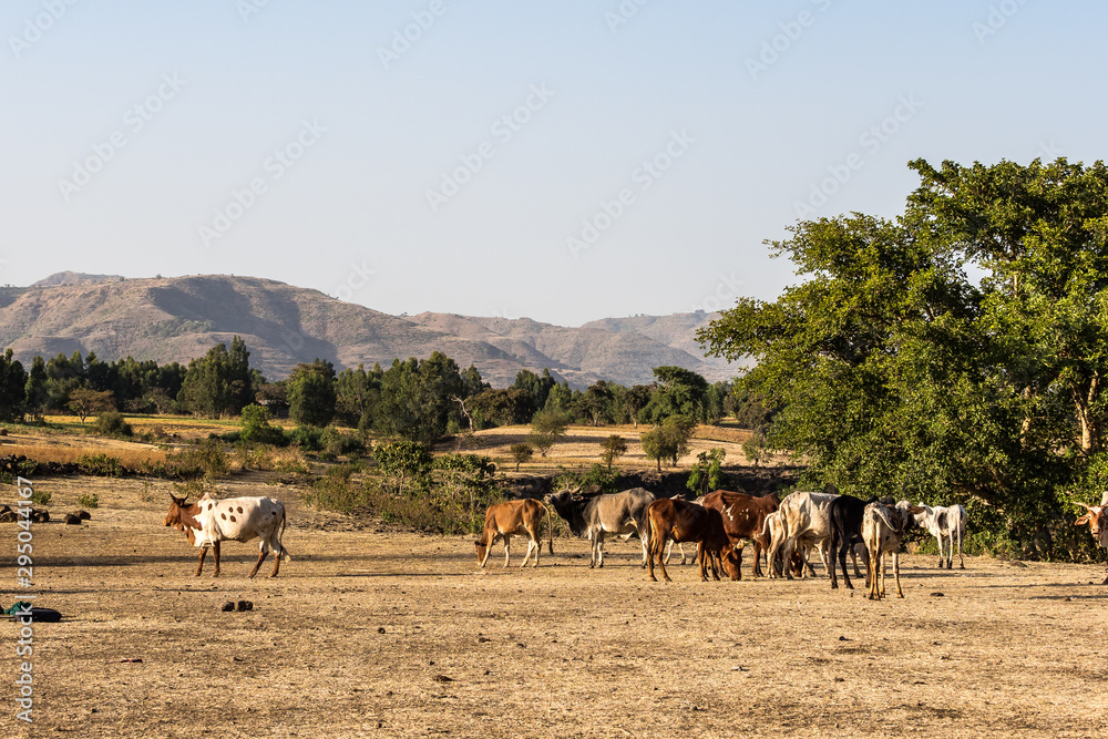 Brahman or Zebu bulls near the Blue Nile falls, Tis-Isat in Ethiopia Brahman or Zebu bulls near the Blue Nile falls, Tis-Isat in Ethiopia