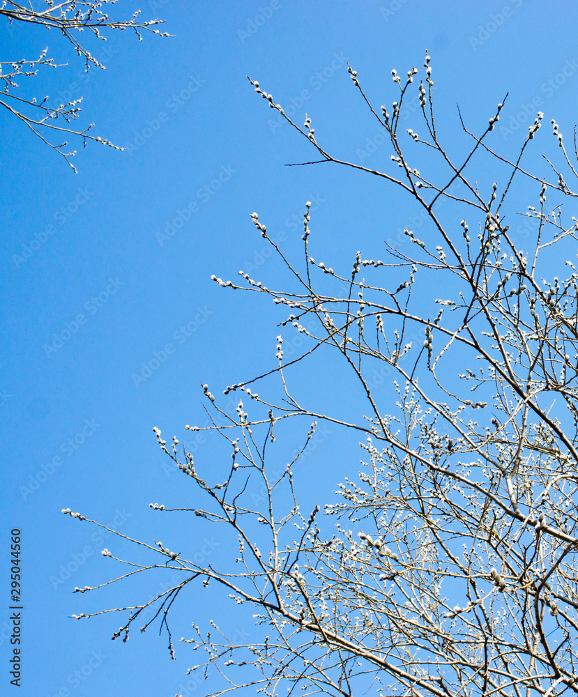 Palm Sunday concept, Verba flowers in spring forest. Blooming willow branch Palm Sunday concept, Verba flowers in spring forest. Blooming willow branch