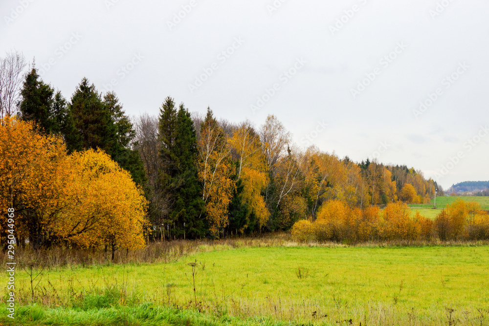 forest with yellowed foliage and field in cloudy weather