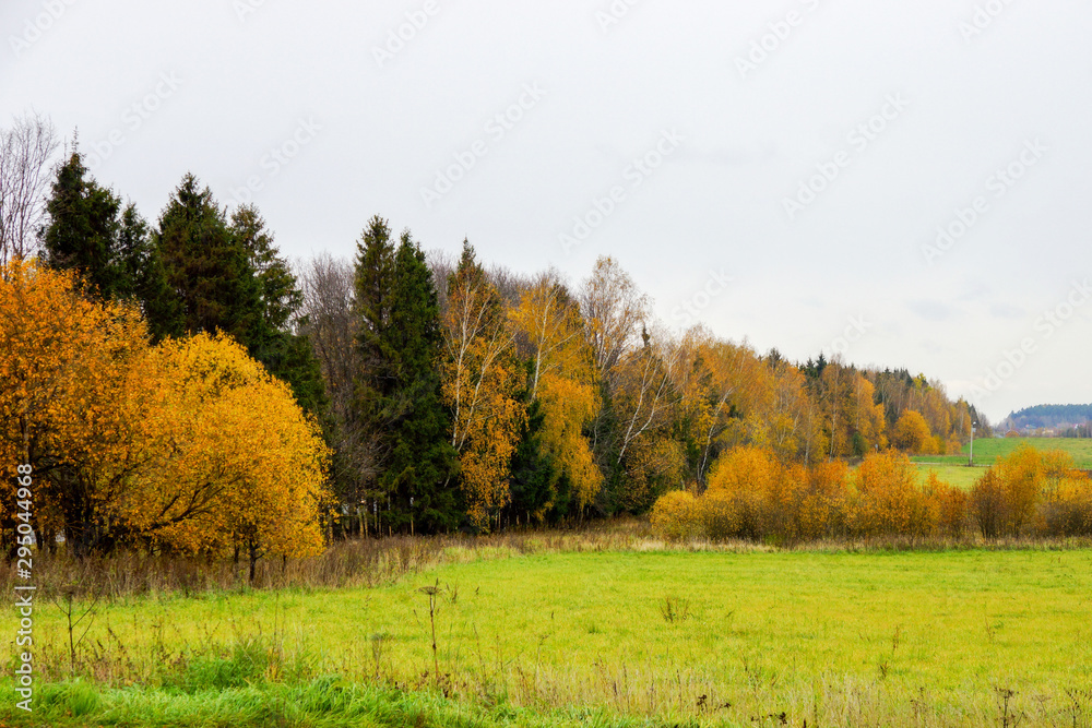 forest with yellowed foliage and field in cloudy weather forest with yellowed foliage and field in cloudy weather