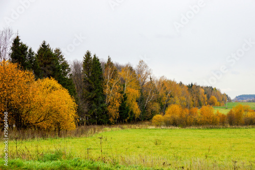 forest with yellowed foliage and field in cloudy weather