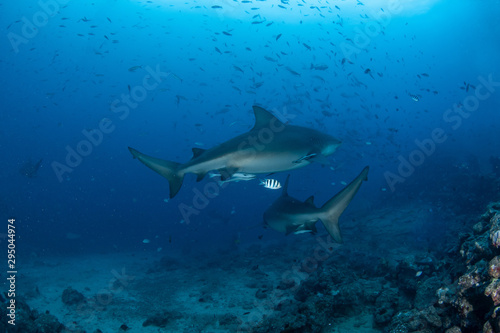 Bull Shark, Carcharhinus leucas in deep blue ocean © Krzysztof Bargiel