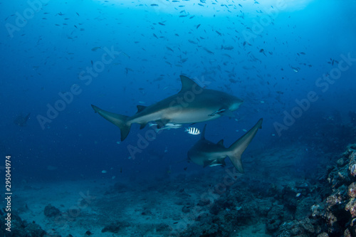 Bull Shark  Carcharhinus leucas in deep blue ocean