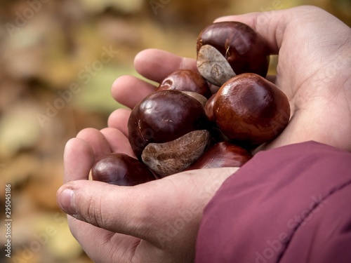 The child has ripe chestnuts in his hands