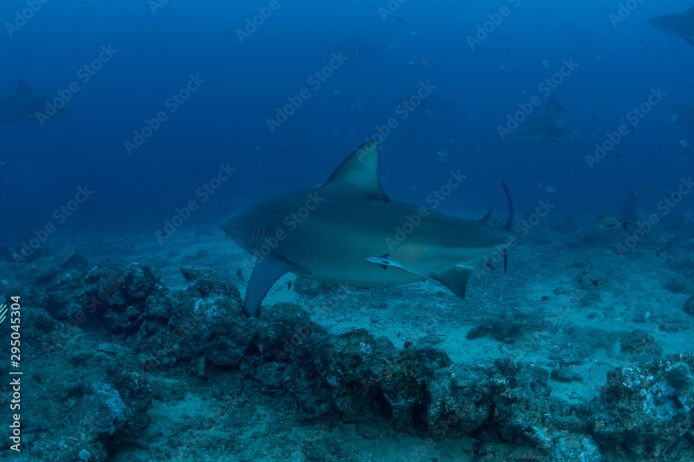 Bull Shark, Carcharhinus leucas in deep blue ocean Bull Shark, Carcharhinus leucas in deep blue ocean