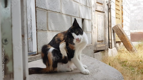 Cat paw scratches behind the ear. Fleas and ticks in domestic animals. Kitty sitting on the threshold