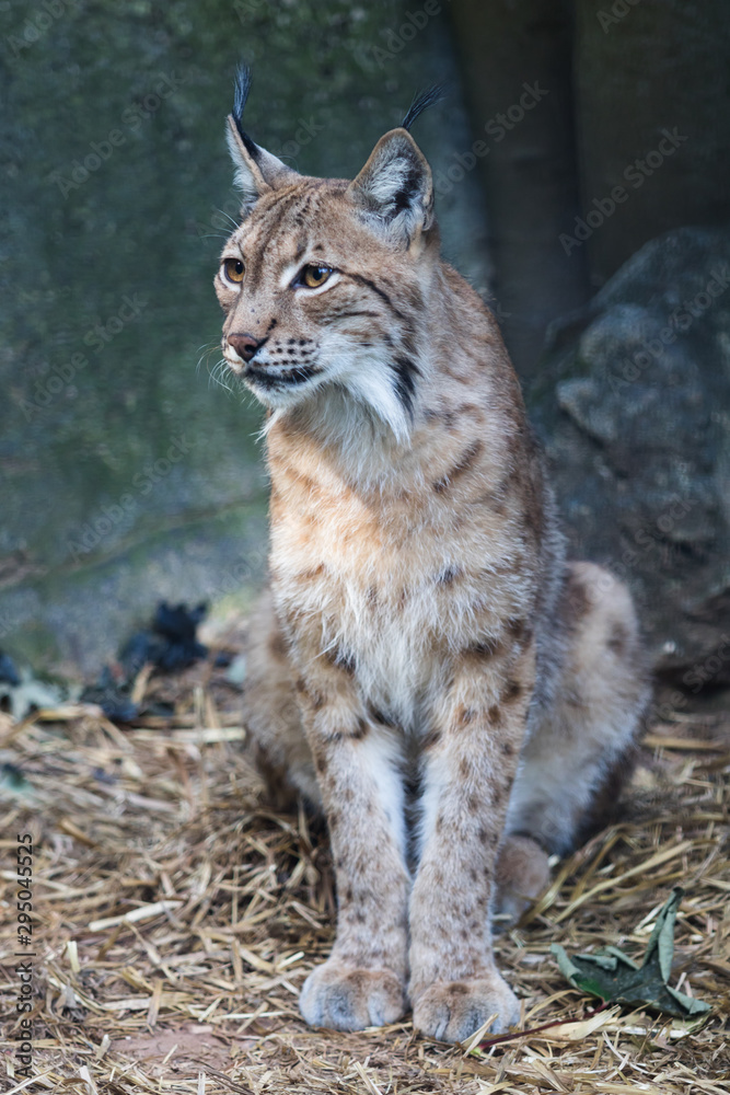 Fototapeta premium Lynx