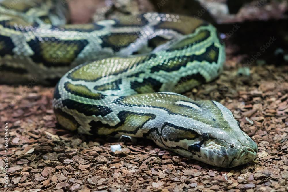 Obraz premium Serpent