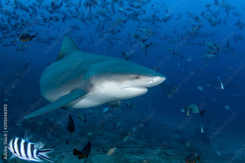 Fototapeta premium Bull Shark, Carcharhinus leucas in deep blue ocean
