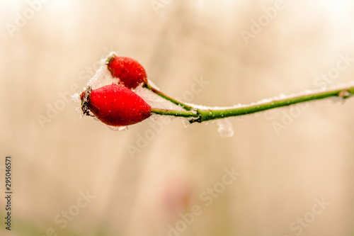 Frozen red rosehip on a branch with blurred background, christmas time, red berry, Single rose hip, covered with crisp ice crystals, winter day