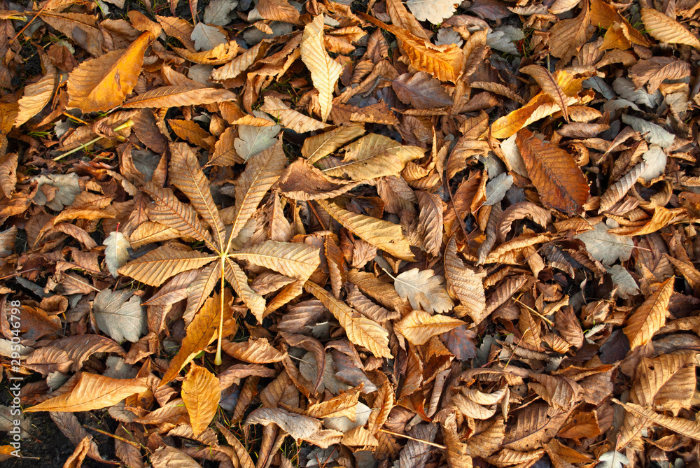 autumn carpet of fallen leaves autumn carpet of fallen leaves