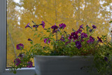 Petunia in container on the background of yellow foliage of trees outside the window. Small flowering garden on the balcony in autumn.