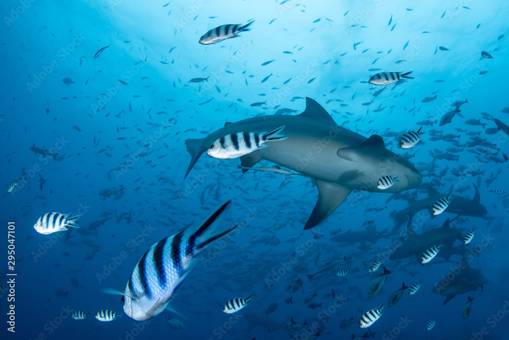 Fototapeta premium School of Bull and Nurse shark in deep blue ocean 