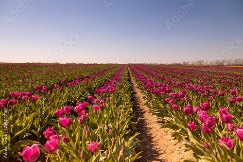 Wallpaper Mural Tulpenfeld Torontodigital.ca