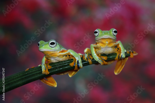 Flying frog on red flower, beautiful tree frog on red flowe, animal closeup