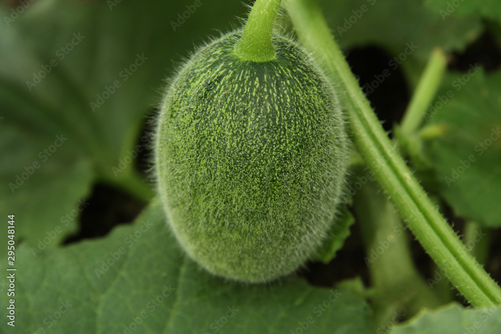 A young, green, small melon in a farmer's field. Summer organic melon harvest on the plantation. Fresh melon grows in leaves on a farm against a background of leaves. A young, green, small melon in a farmer's field. Summer organic melon harvest on the plantation. Fresh melon grows in leaves on a farm against a background of leaves.