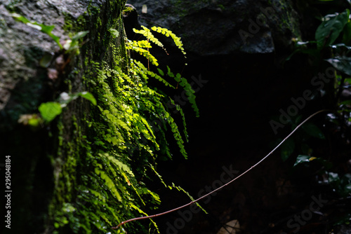 A littel wild fern grow up on the rock surface