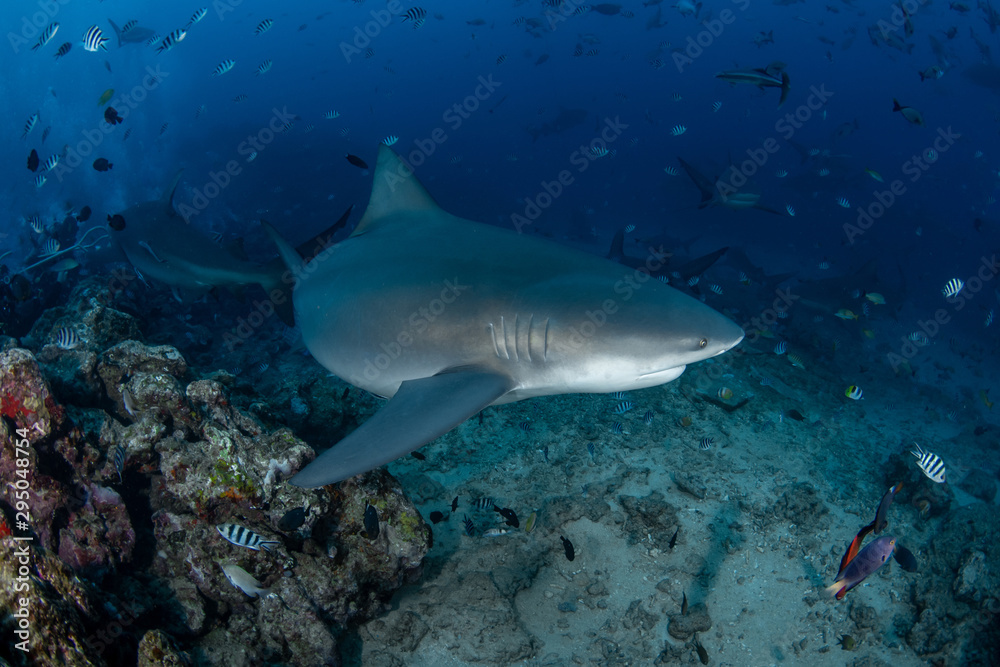 Bull Shark, Carcharhinus leucas in deep blue ocean Bull Shark, Carcharhinus leucas in deep blue ocean