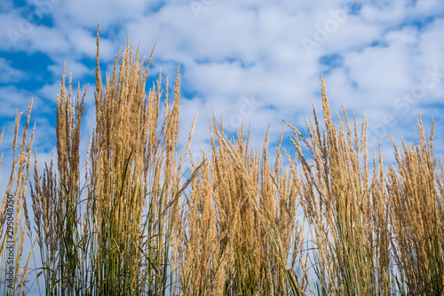 Golden ears of grain against the blue sky and white clouds. Background with copy space..