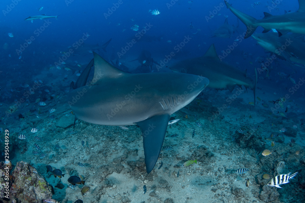 Fototapeta premium Bull Shark, Carcharhinus leucas in deep blue ocean