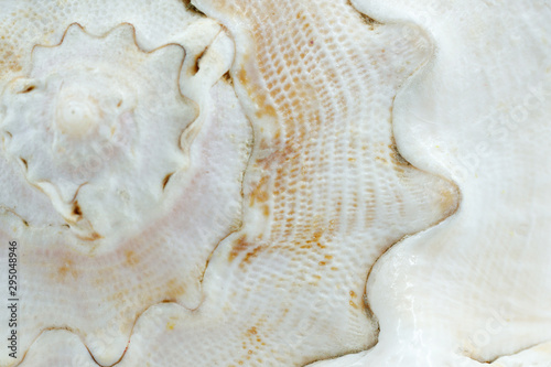 Texture of a white seashell close-up, sea shell macro