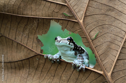 Amazon milk frog on yellow flower, animal closeup, panda tree frog,  Small amazon milk frogs appear in the middle of dried leaves, Panda Bear Tree Frog, Trachycephalus resinifictrix photo