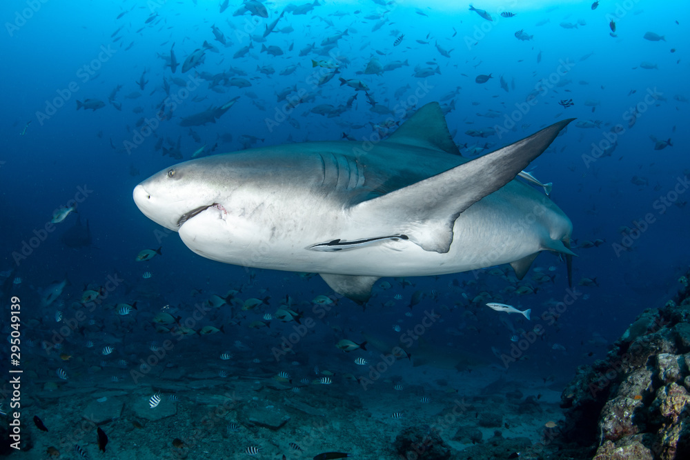Fototapeta premium Bull Shark, Carcharhinus leucas in deep blue ocean