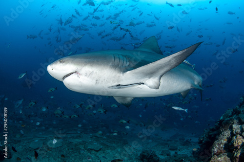 Bull Shark, Carcharhinus leucas in deep blue ocean